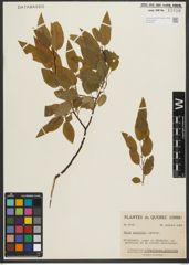 Foto von Salix pyrifolia Andersson